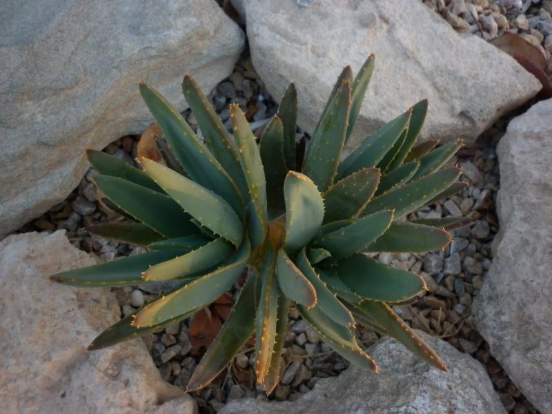 aloe ramossisima