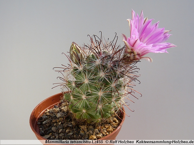 338_Mammillaria_tetrancistraLz855.JPG