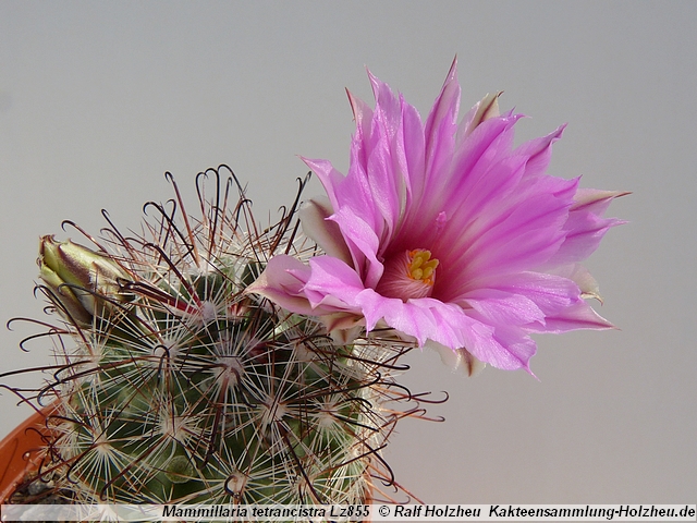 339_Mammillaria_tetrancistraLz855.JPG