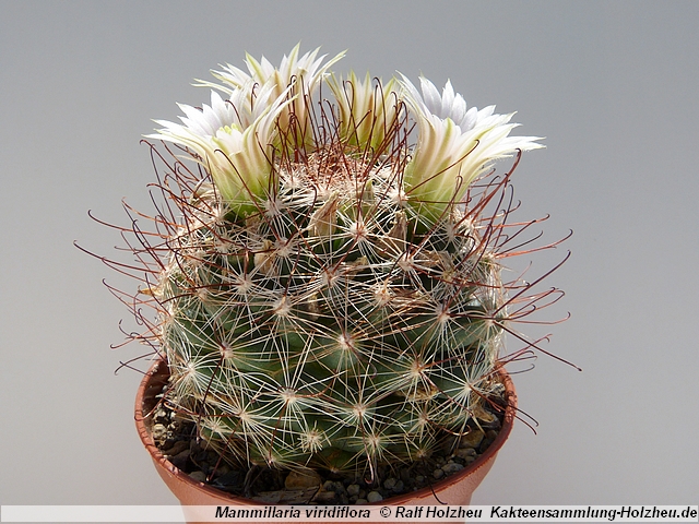 342_Mammillaria_viridiflora.JPG