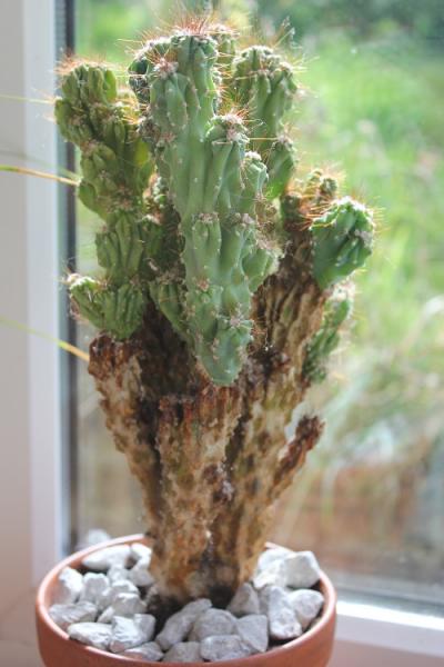 Old cactus.jpg