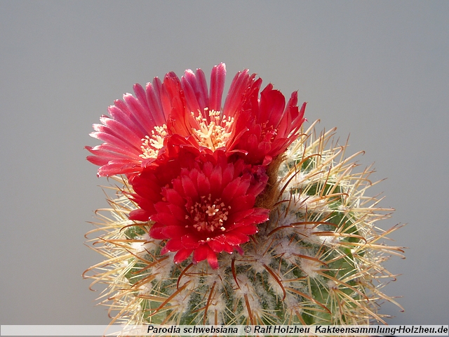 353_Parodia_schwebsiana.JPG