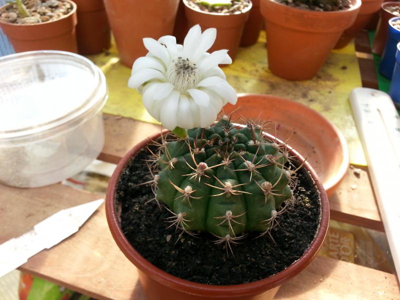 Gymnocalycium damsii