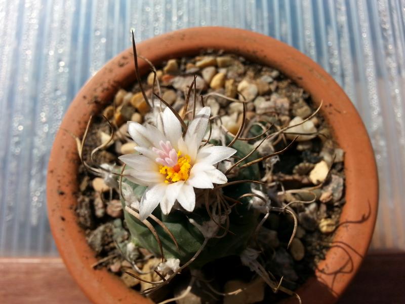 Turbinicarpus macrochele