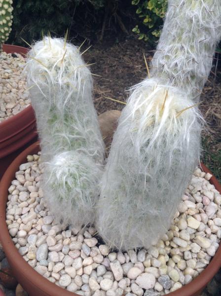 A closer shot of the &quot;pups&quot; growing in front of the parent plant. The previous owner advised me to remove these so they don't &quot;leech&quot; energy from the parent plant.