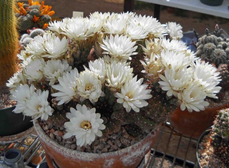 Gymnocalycium mesopotamicum - I just can't get enough of this plant when it's flowering...