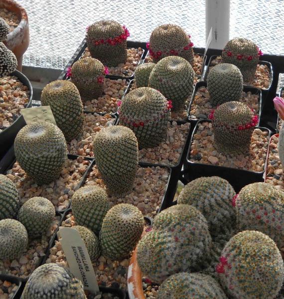 Mammillaria crucigera forest...