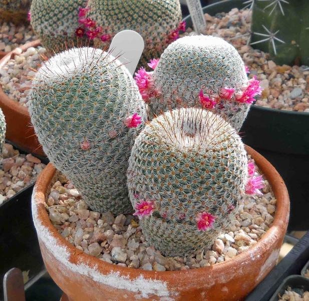 Mammillaria tlalocii - they're not supposed to have central spines, these apparently missed the memo.