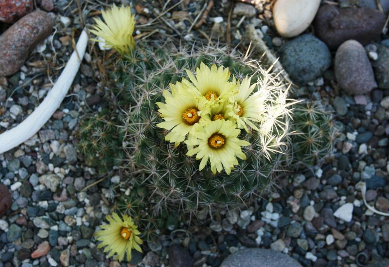 Coryphantha sulcata (2014-Sep15).JPG