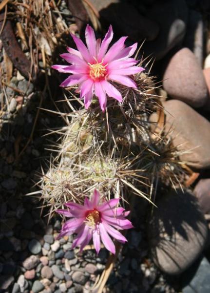 Echinocereus brandegeei (2014-Sep15).JPG