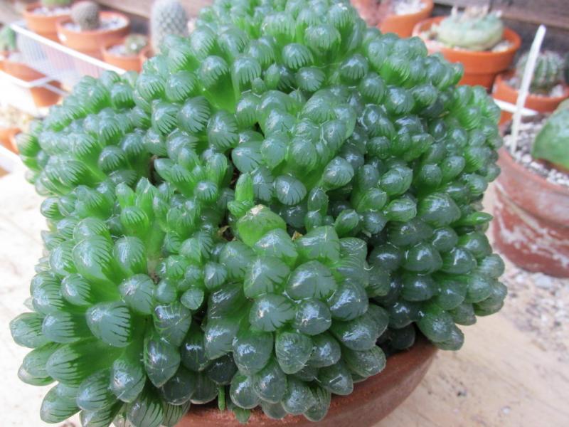 1-Haworthia cooperi.jpg