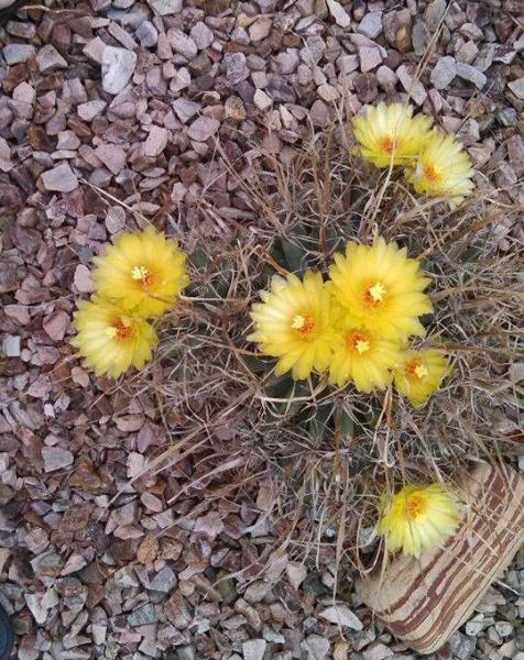 Leuchtenbergia princeps (2014-Sep17).jpg