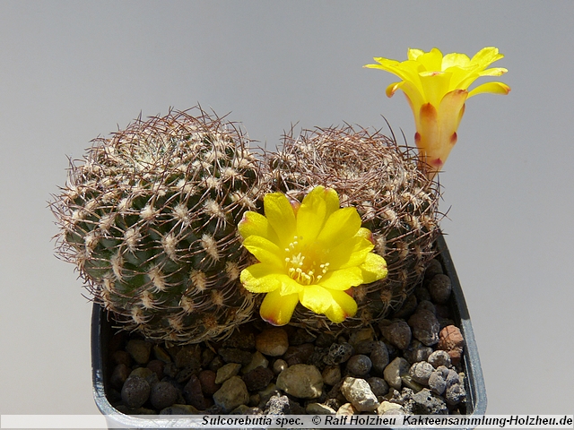 358_Sulcorebutia_spec.JPG