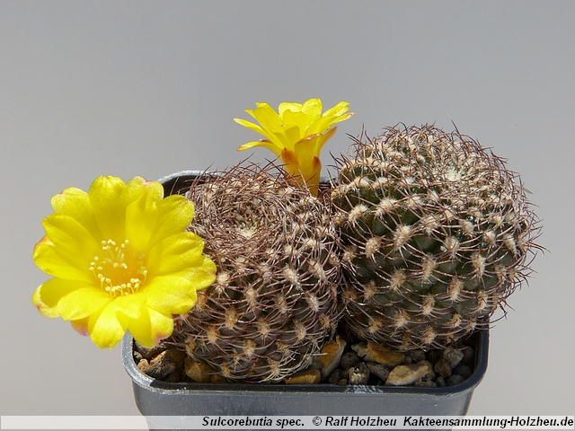 359_Sulcorebutia_spec.JPG