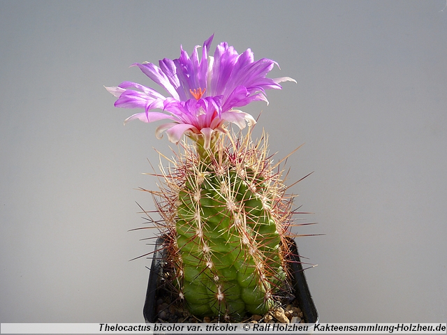 360_Thelocactus_bicolor_var._tricolor.JPG