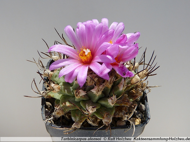 362_Turbinicarpus_alonsoi.JPG