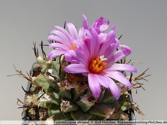 363_Turbinicarpus_alonsoi.JPG