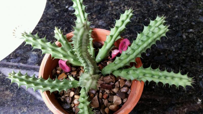 As for the Huerniad, it was labeled at a conservatory as H. erectiloba, and I have agreed until these flowers appeared.