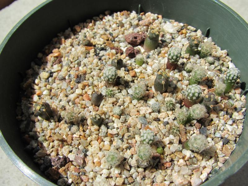 Mixed bunch of seedlings