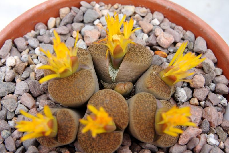 Lithops lesliei v mariae split 26 Sept 2014.JPG