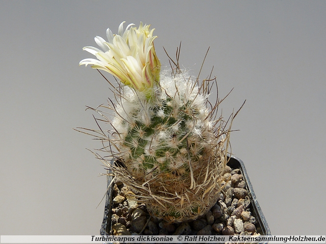 364_Turbinicarpus_dickisoniae.JPG