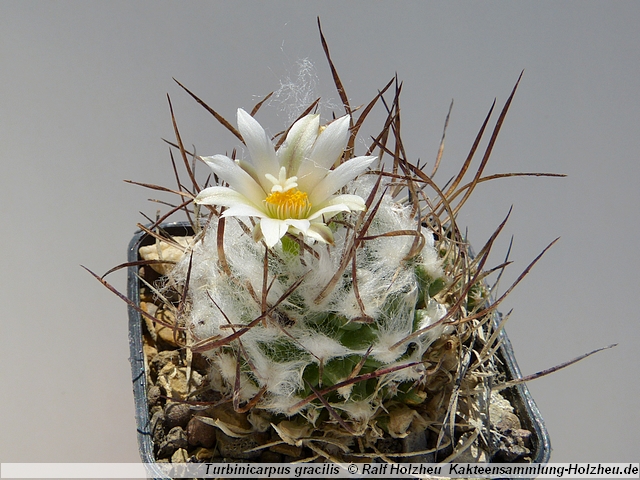 367_Turbinicarpus_gracilis.JPG