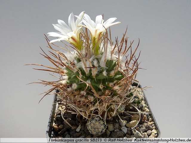 368_Turbinicarpus_gracilis_SB273.JPG