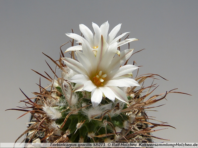 369_Turbinicarpus_gracilis_SB273.JPG