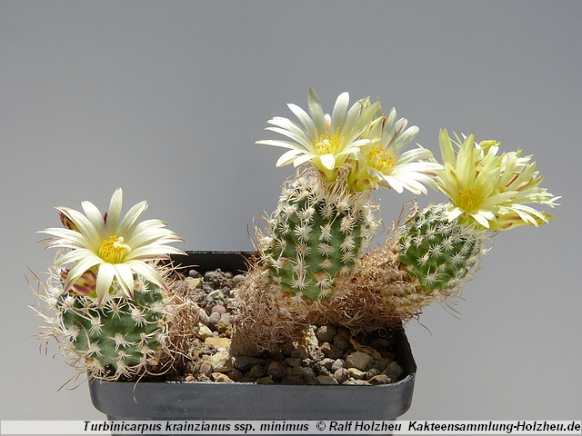 370_Turbinicarpus_krainzianus_ssp._minimus.JPG