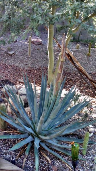 Agave spA (2014-Sep29).jpg