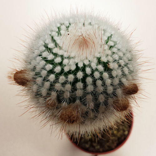 grafted-cactus1.jpg