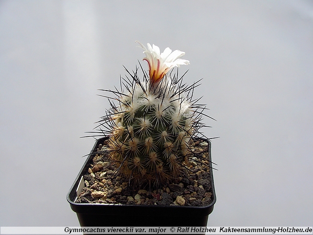 451_Gymnocactus_viereckii_var._major.JPG