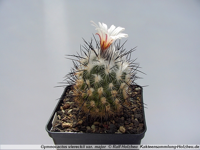 452_Gymnocactus_viereckii_var._major.JPG