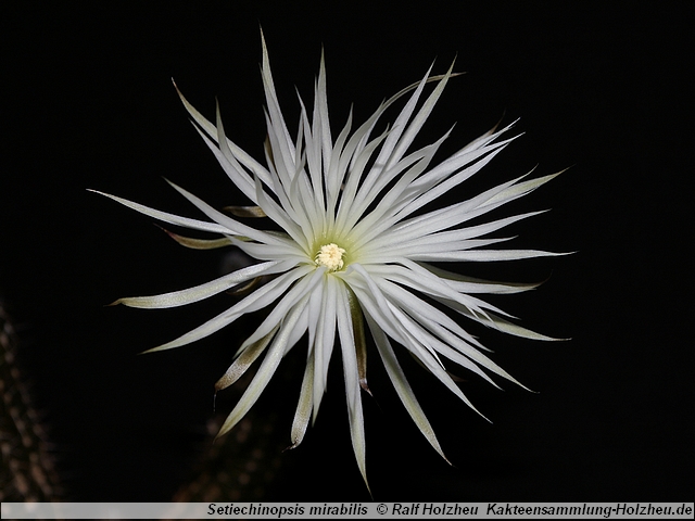 199_Setiechinopsis_mirabilis.JPG