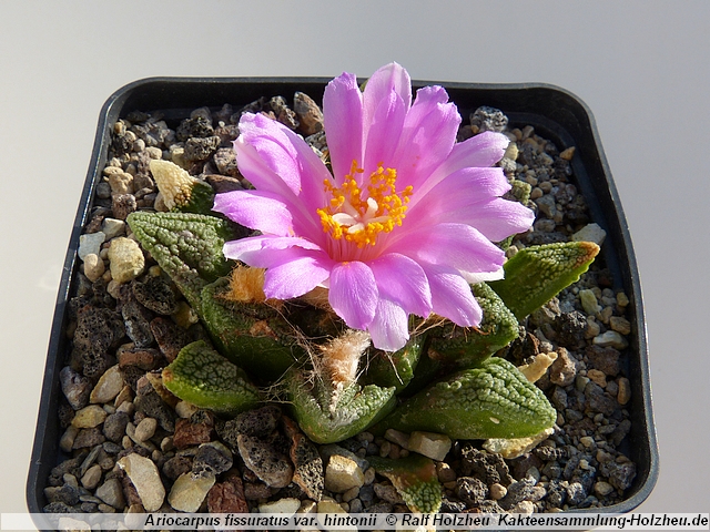 376_Ariocarpus_fissuratus_var._hintonii.JPG