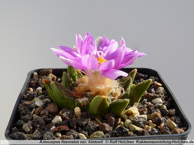 377_Ariocarpus_fissuratus_var._hintonii.JPG