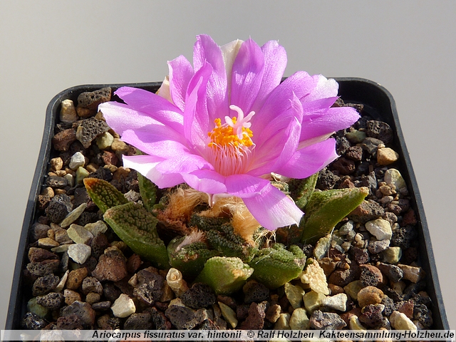 378_Ariocarpus_fissuratus_var._hintonii.JPG