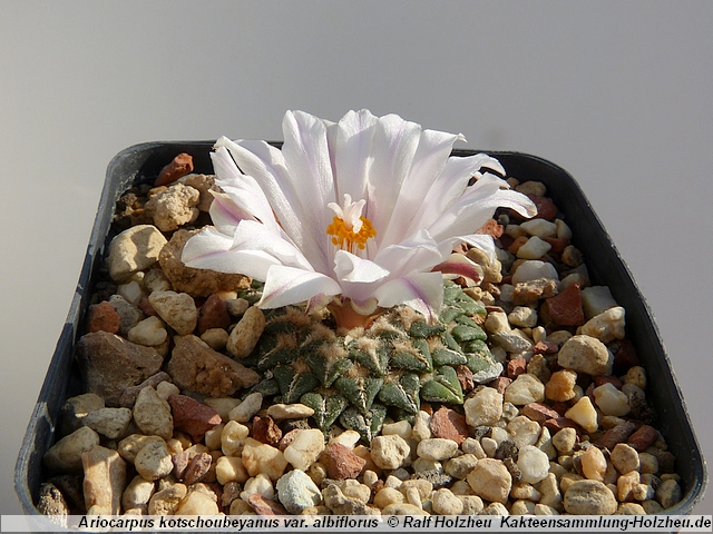 379_Ariocarpus_kotschoubeyanus_var._albiflorus.JPG