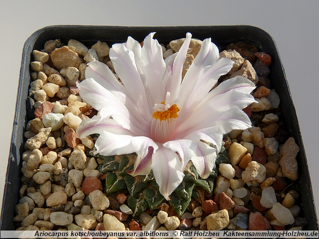 380_Ariocarpus_kotschoubeyanus_var._albiflorus.JPG