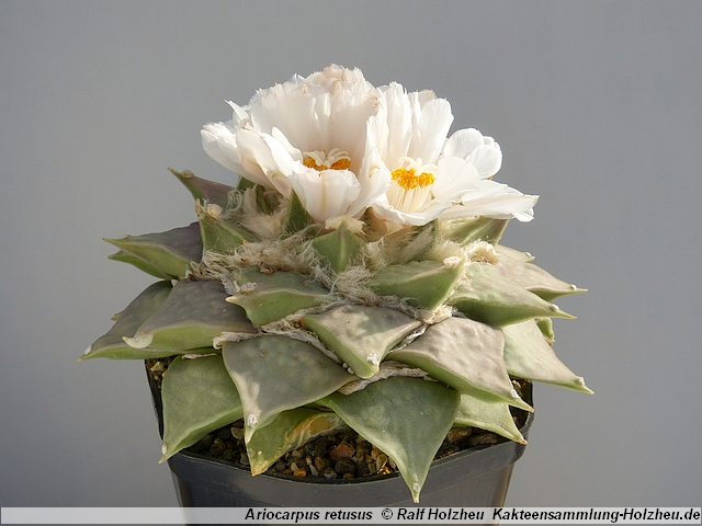 381_Ariocarpus_retusus.JPG