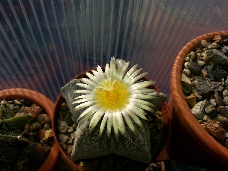 Astrophytum myriostigma