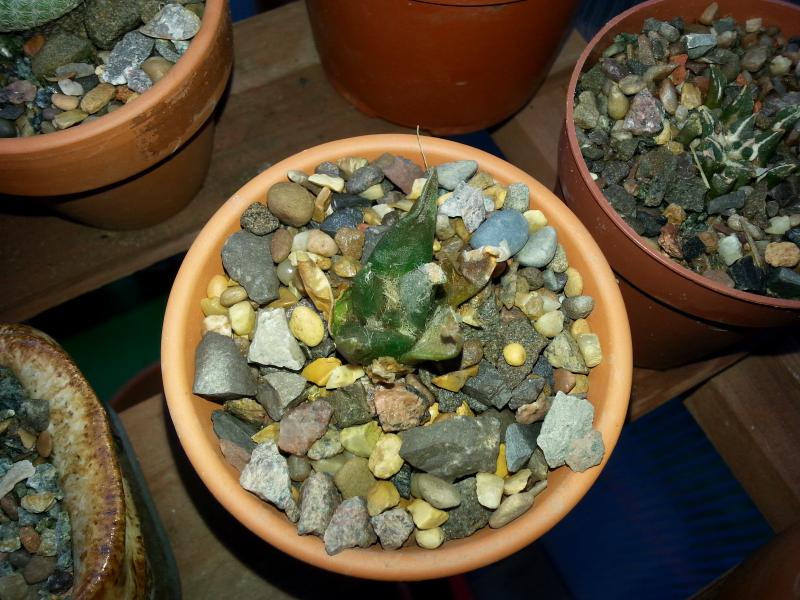 Ariocarpus trigonus