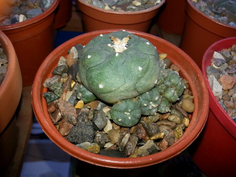 Lophophora Jourdaniana