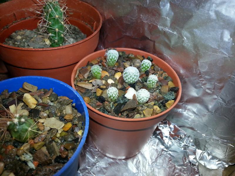 Older Epithelantha micromeris