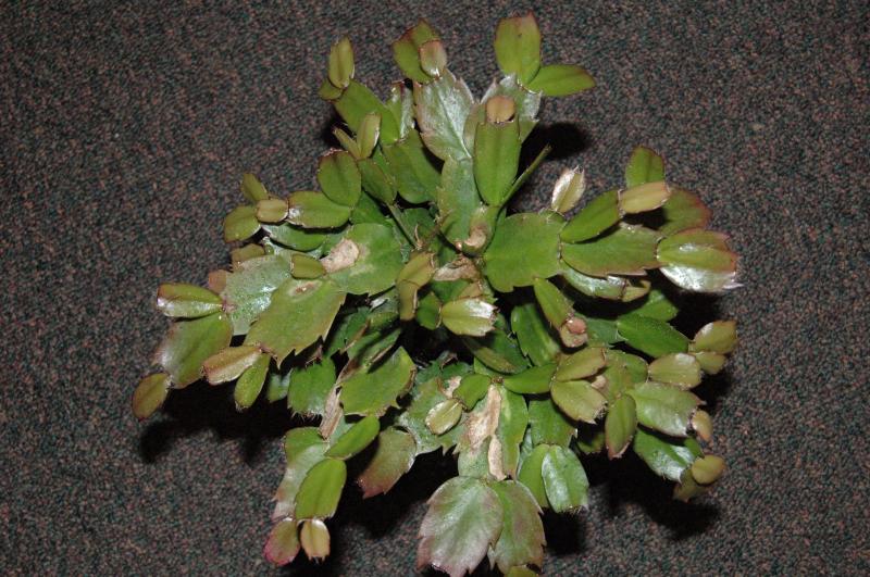 S.truncata hybrid