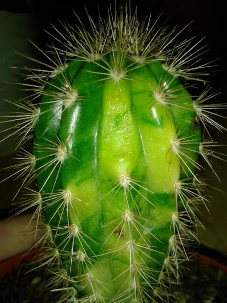 pachycereus pringlei variegata.jpg