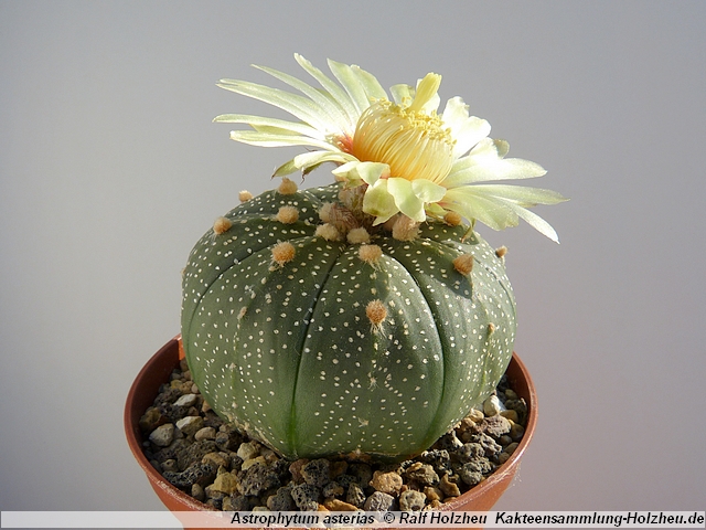 383_Astrophytum_asterias.JPG