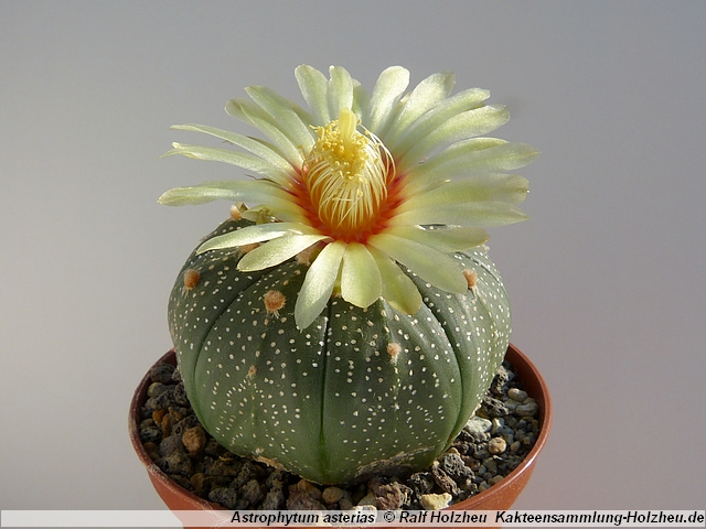 384_Astrophytum_asterias.JPG