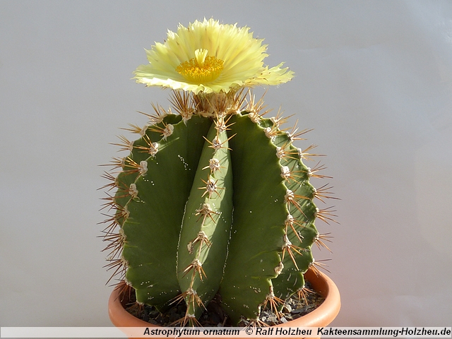 385_Astrophytum_ornatum.JPG