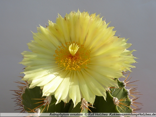 386_Astrophytum_ornatum.JPG